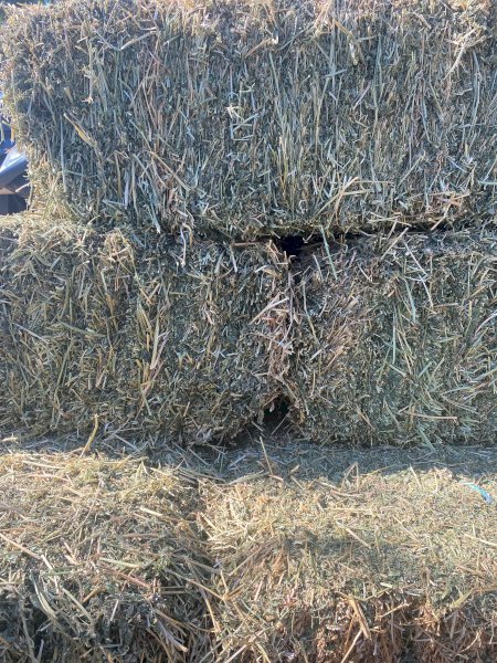 600 x Prime Irrigated Lucerne Hay