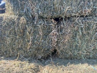 600 x Prime Irrigated Lucerne Hay