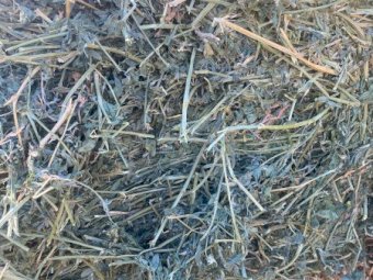 600 x Prime Irrigated Lucerne Hay