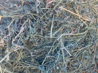 600 x Prime Irrigated Lucerne Hay