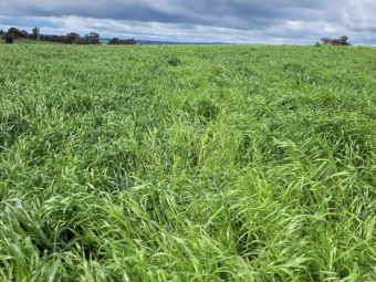 HayBoosta - Ex Geelong