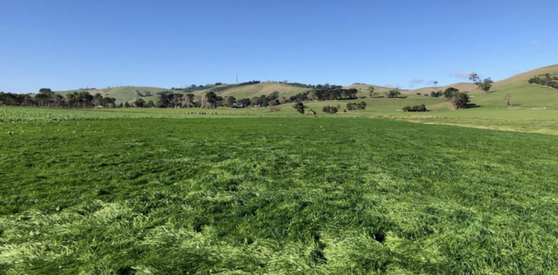 FodderBoosta - Ex Geelong