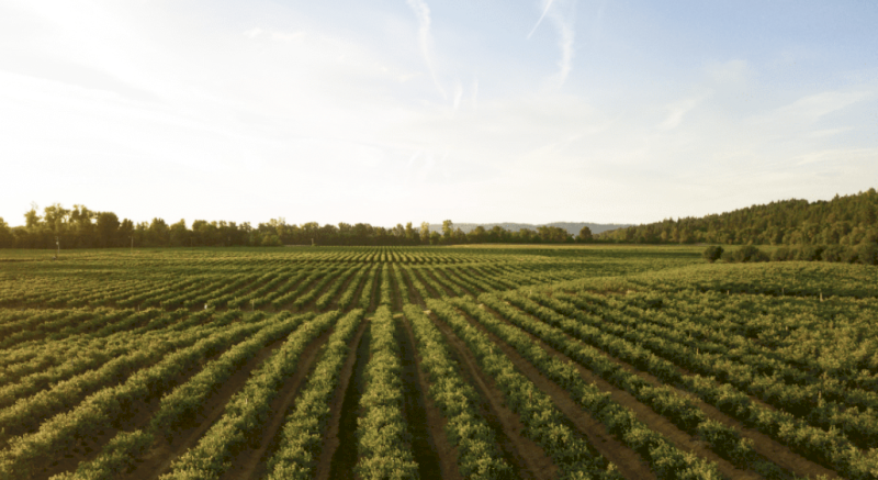 Trifluralin 480 - 1000 Ltrs - Ex West Wyalong