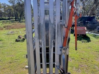 RPM CUSTOM CATTLE CRUSH WITH MUGGER STYLE HEADLOCK