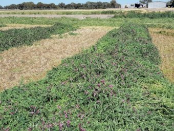 1000 Bales Wheat/Vetch Blend Hay