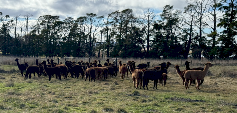 Kia Alpacas x 90 approx.