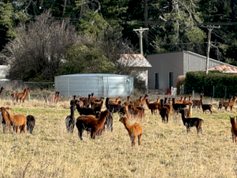 Kia Alpacas x 90 approx.