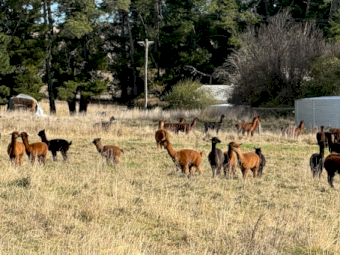 Kia Alpacas x 90 approx.