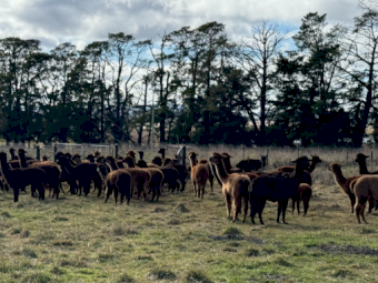 Kia Alpacas x 90 approx.
