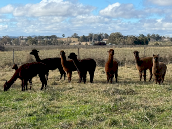 Kia Alpacas x 90 approx.