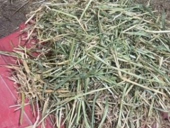 Barley Beardless 8x4x3