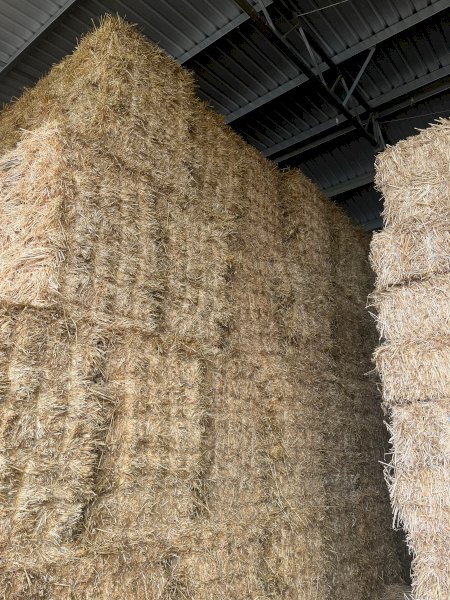 1000 x Wheaten Straw Small Squares