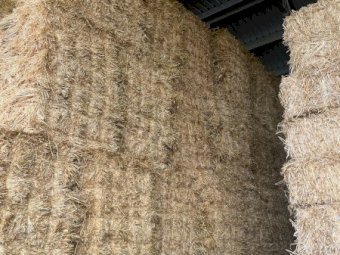 1000 x Wheaten Straw Small Squares