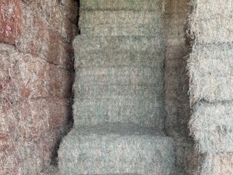 50mt Lucerne Hay 670kg 8x4x3 Bales
