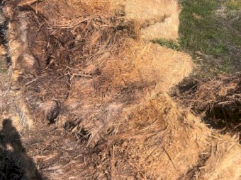 130 x Oaten Hay 8x4x3 Top Bales