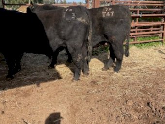 Registered Stud  HBR Angus  Bull