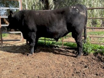 Registered Stud  HBR Angus  Bull