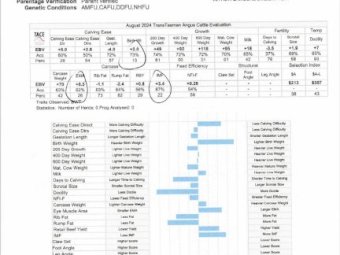 Registered Stud  HBR Angus  Bull