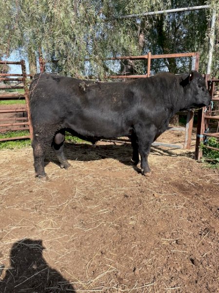 Registered Stud HBR Angus Bull