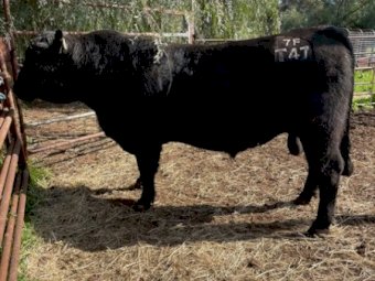 Registered Stud HBR Angus Bull