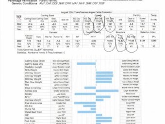 Registered Stud HBR Angus Bull