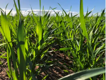 Liquid UAS ex Tongala - 1000L Shuttles