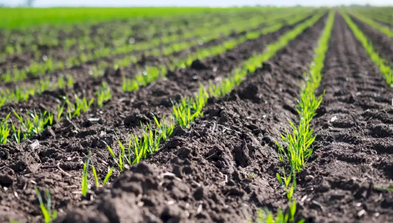 ZMC + Mo Complex - 1000L Shuttle ex Tongala