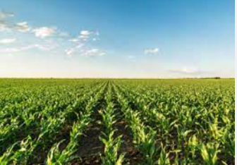 Corn Popup - 1000L Shuttle Ex Tongala