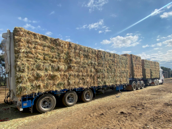 1050 x Pasture & Oaten Small Squares in Bale Baron Packs (21)