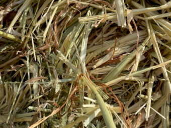 1050 x Pasture & Oaten Small Squares in Bale Baron Packs (21)