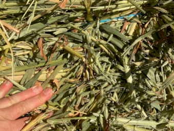 5000 x A1 Oaten Hay Small Square Bales