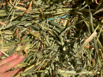 5000 x A1 Oaten Hay Small Square Bales