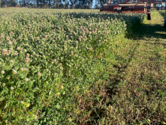 1400 x Clover Hay Bale Baron Packs (21)