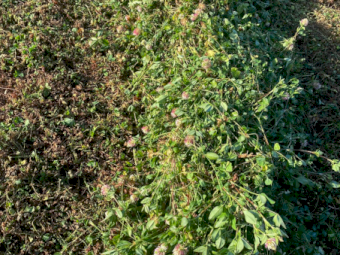 1400 x Clover Hay Bale Baron Packs (21)