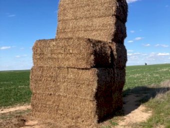 15MT Vetch Hay 8X4X3 Large Square Bales