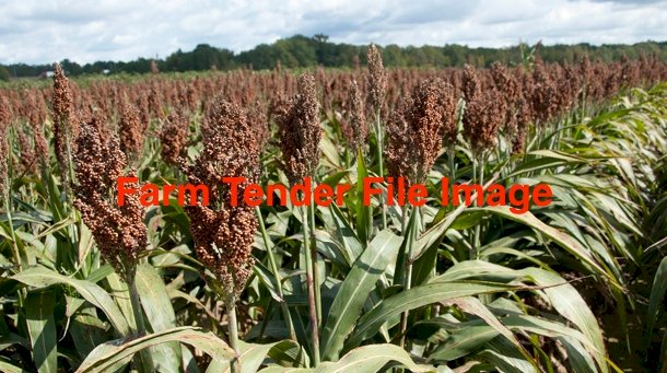 WANTED Sorghum