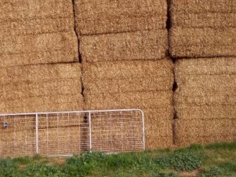 A1 22' Season Vetch Hay