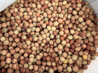 90 m/t Field Peas