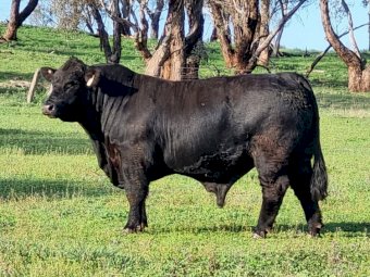 ULTRABLACK BULL (RDMT19)