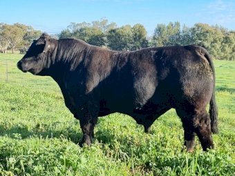 ULTRABLACK BULL (RDMT19)