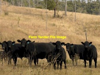 50 x Cows with Calves at Foot