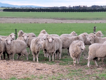 100 x Merino Ewes