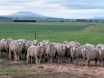 100 x Merino Ewes