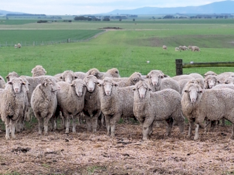 100 x Merino Ewes