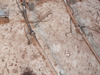 2 x Sunbeam Shearing Plants