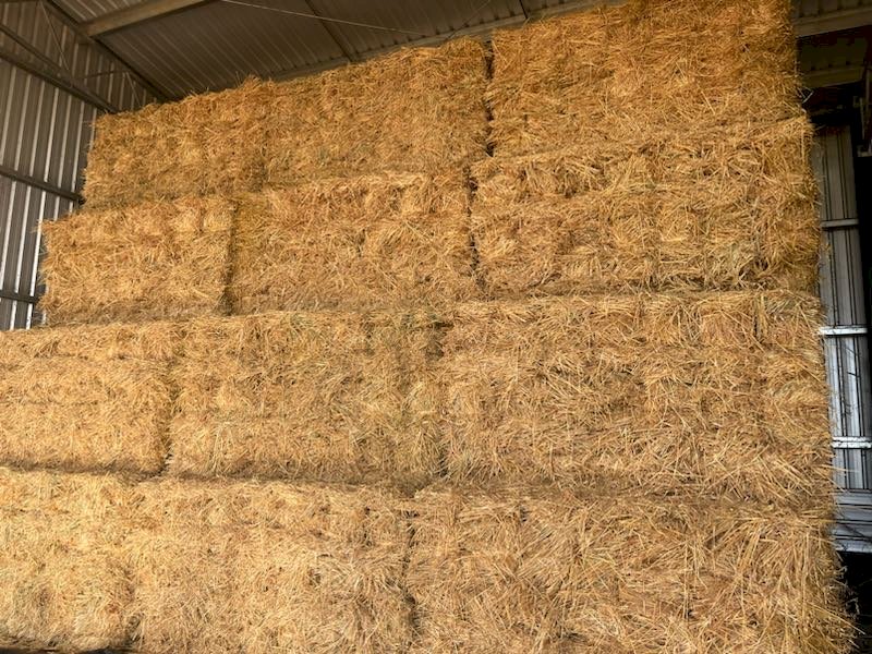 1000 x Oaten Hay Small Squares