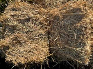 1000 x Oaten Hay Small Squares