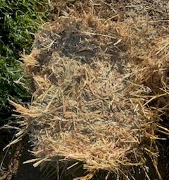 1000 x Oaten Hay Small Squares