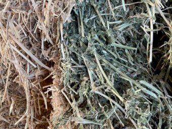 160mt Vetch Hay 620kg 8x4x3 Bales