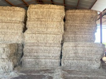 50MT Clover Hay 8X4X3 Large Square Bales
